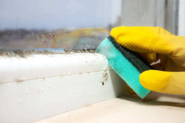 Why You Should Choose Our Mold Remediation Services in Wilson, PA